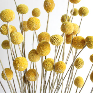 Billy button Stems