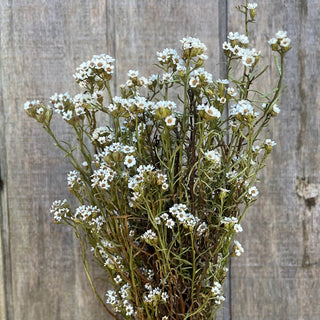 South Australian Mountain daisy (Ixodia)